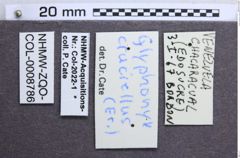 Etiketten zu Glyphonyx cruciellus (NHMW-ZOO-COL-0008786)